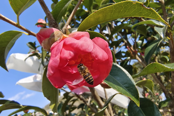 蜜蜂访问.jpg